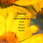 Daisy Multi-Surface Everyday Cleaner 3-count Bundle - Everyday Clean