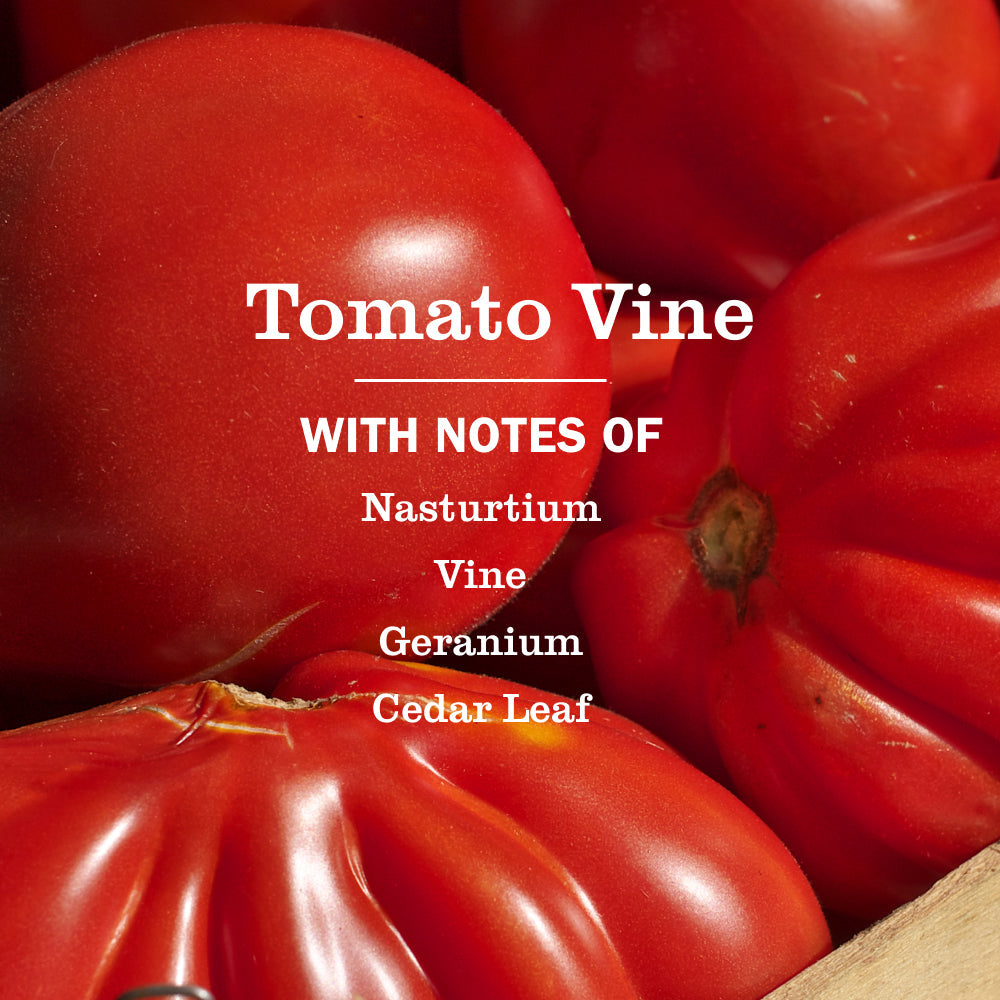 Tomato Vine Liquid Dish Soap